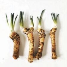 ORGANIC Horseradish Plant QUALITY TOP ROOTS Ready To Grow Non-GMO UK Grown