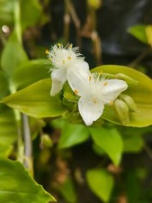 Callisia repens 'Turtle Vine'