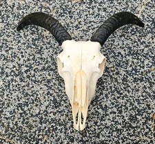 Amazing Sheep Skull taxidermy