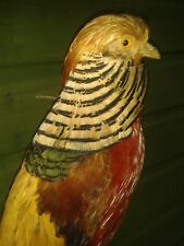 GOLDEN PHEASANT Exotic Aviary Game Bird Hunting Trophy Taxidermy