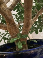 Beautiful Very Large Jade