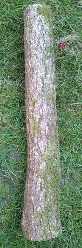 Seasoned and spalted - , oak