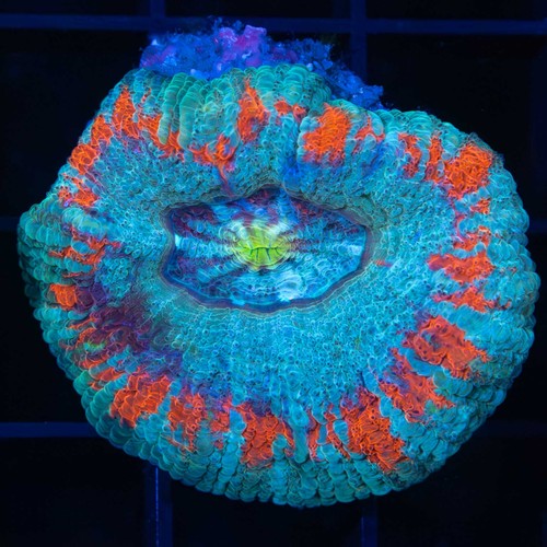 Acan maxima micromussa - acan, (micromussa