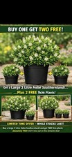 Hebe Southernlandi 2 Litre