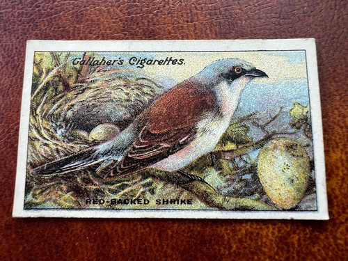 Gallaher birds nests eggs - nests, &