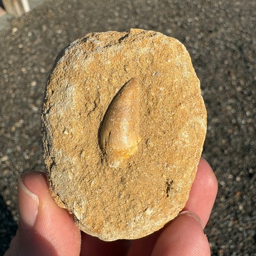 Mosasaur tooth fossil - mosasaur, in