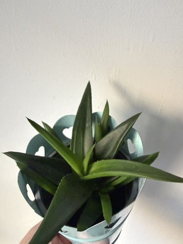 Aloe vera succulent plant with - vera,