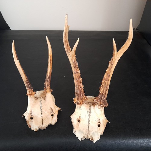 Vintage roe deer antlers - roe,