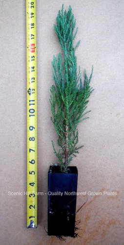 Giant sequoia trees - giant, potted-