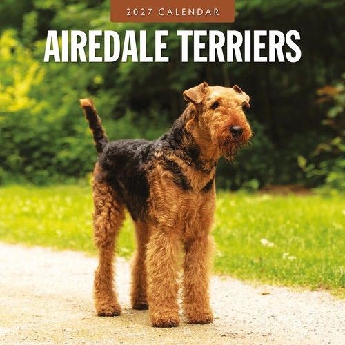 Airedale terriers 2027 - airedale, square