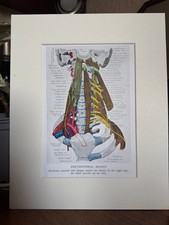 Vintage Anatomical Neck Print