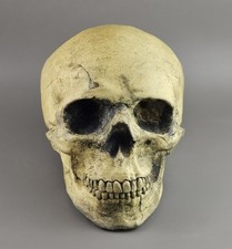 Human Skull Life-Size Replica Garden or Halloween Decoration. 20cm.