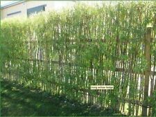 100 Willow cuttings, hedge,dome,tree,logs,biomass - Children In Need Special