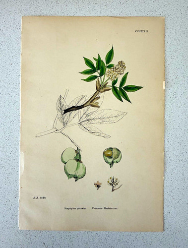 Antique botanical print - botanical,