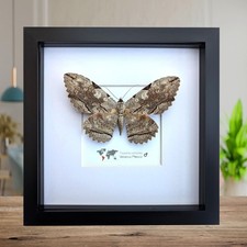 Framed Thysania Zenobia Owl