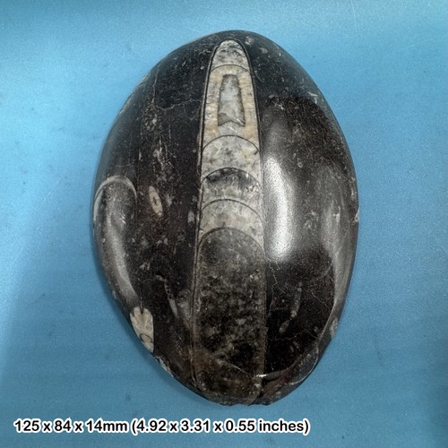 Orthoceras fossil genuine - orthoceras, –
