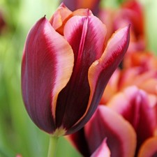 Tulip Slawa Flower Bulbs