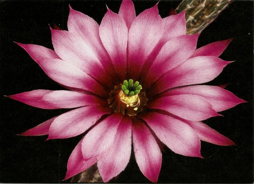 Cactus echinocereus - cactus,,