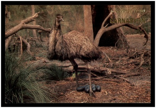 Postcard emu bird - with,