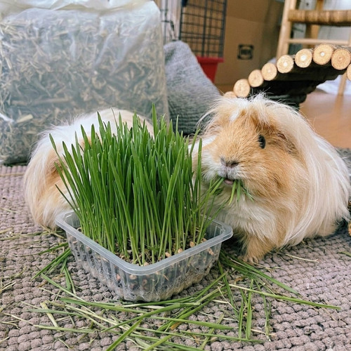 Fresh wheatgrass for - wheatgrass, guinea