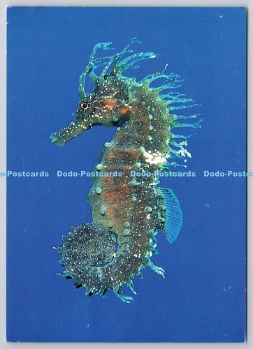 D322118 seahorse hippocampus - seahorse.,