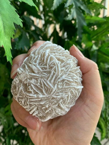 Extra large desert rose - extra,
