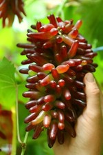 HELLOWEEN seedless Grape Vine