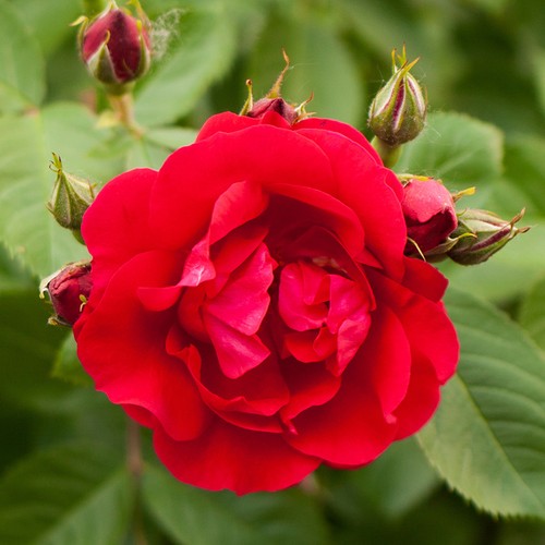Rose love never - 'love, dies'