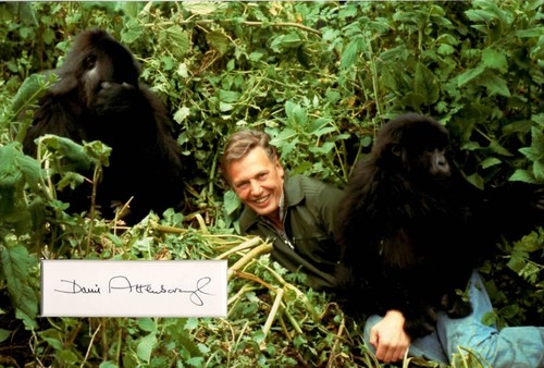 Sir david attenborough signed - david,