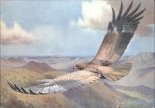 African Tawny Eagle J. C