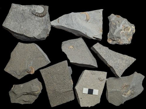 Unprepared ammonite - unprepared,