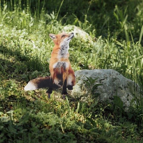 Fox shaped garden stake - shaped,