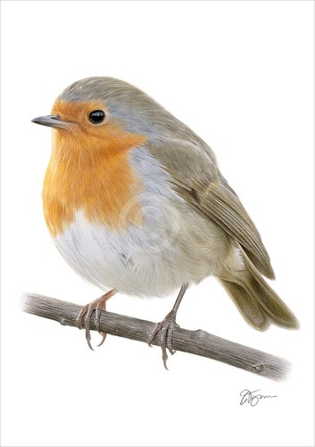 Robin redbreast colour pencil - robin,