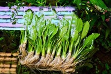 Live Aquarium Plants 3 x