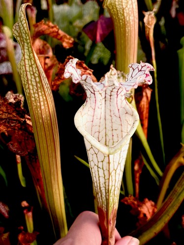 Sarracenia leucophylla tall - sarracenia,