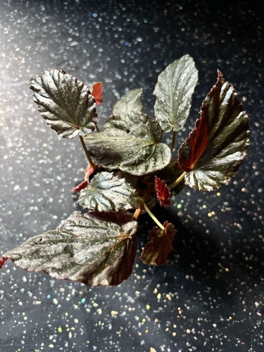Begonia mishimi silver - mishimi,