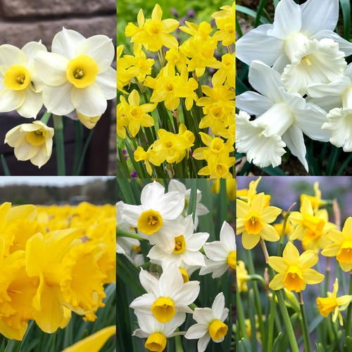 Daffodil spring bulb - daffodil,