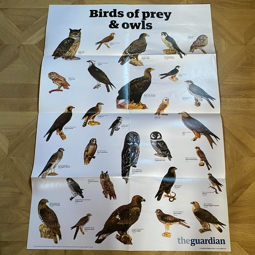 Posters wildlife dogs cats - wildlife,