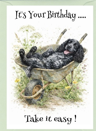 Cocker spaniel blue - spaniel, roan