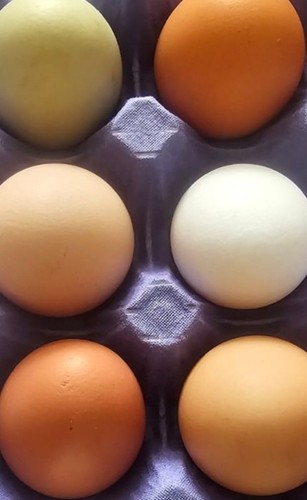Eggs chicken fresh - eggs, chicken/