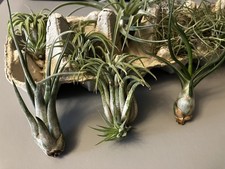 air plants, Tillandsia, Spanish Moss , Healthy Plants.