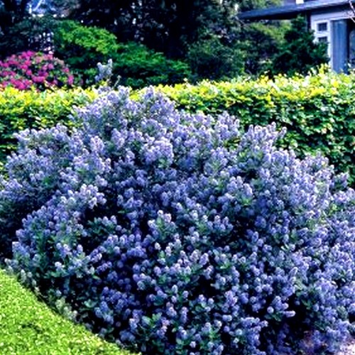 Ceanothus yankee point - yankee,