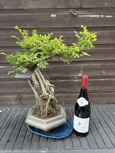 Bonsai tree giant chinese - chinese, elm