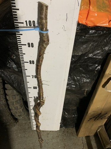 Birch twisty twistie - twistie, seasoned