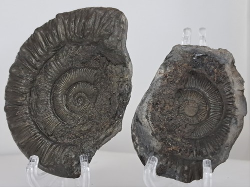 Ammonite fossil peronoceras - ,