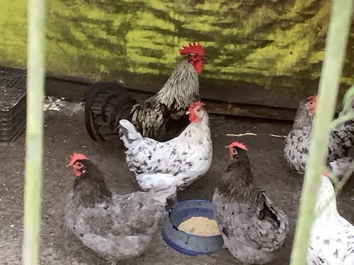 Silverudd blue eggs - silverudd’s,