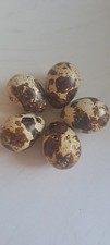Jumbo Quail Eggs