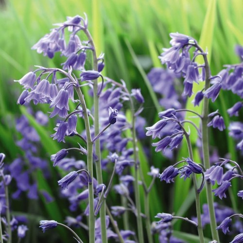 English bluebells native - english,