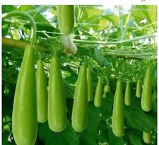 8 Bangladeshi Lau Bangla Lau Khodu Bottle Gourd Dhudi garden vegetable seeds