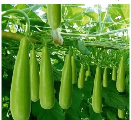 Bangladeshi lau bangla - lau,